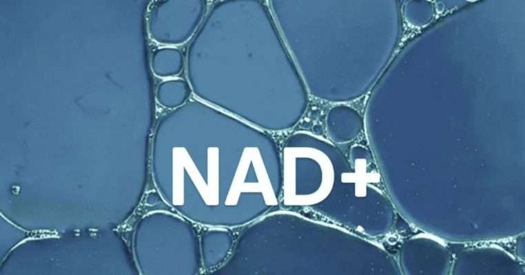 NAD là chất gì? Vai trò năng lượng NAD là gì đối với hệ nội tiết