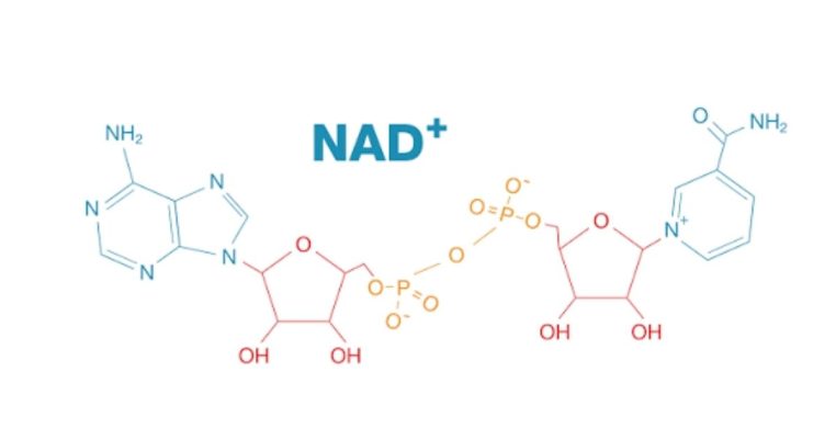 Giải mã tình trạng NAD+ thấp và phương pháp định lượng nồng độ NAD+